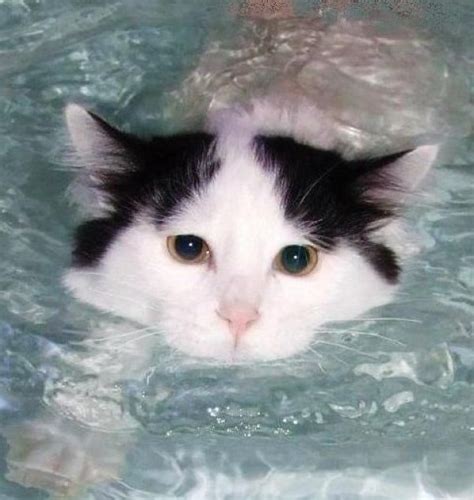 Ten Pictures Of Cats Swimming Because Some Cats Love To Swim