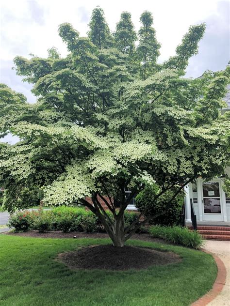 Buy Kousa Dogwood Trees Online | Stadler Nurseries