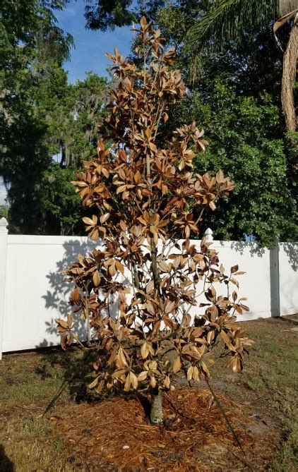 What S In Bloom Southern Magnolia Uf Ifas Extension Orange County