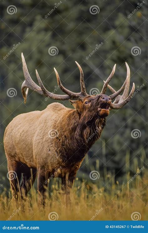 Bull Elk Bugling In Rut Stock Image Image Of Nature 43145267