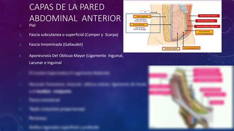 Solution Anatomia De La Region Inguinal Ariel Studypool