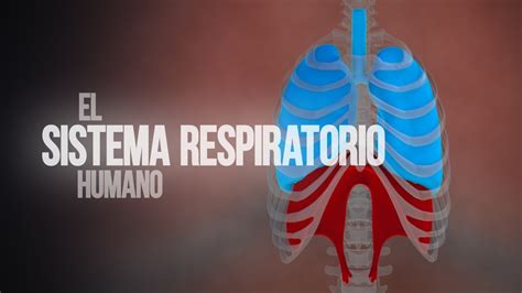 Cómo funciona el sistema respiratorio Animación YouTube