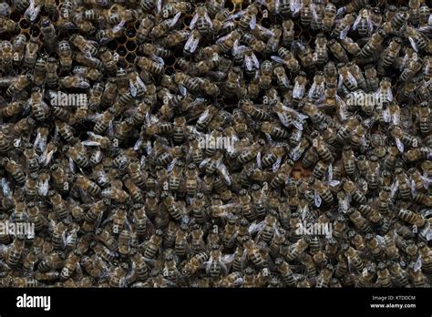 Caucasian Honey Bee