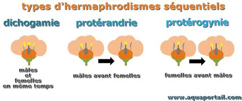 Hermaphrodisme S Quentiel D Finition Et Explications