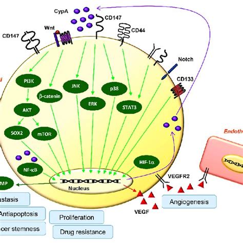 Major Oncogenic Signaling Pathways Regulated By Cypa Cd Axis Cypa