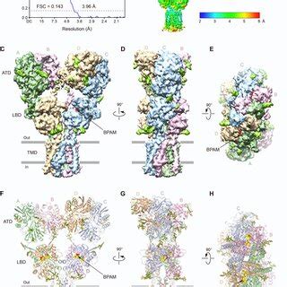 Figure S Cryo Em Reconstruction And Structure Of Full Length Gluk