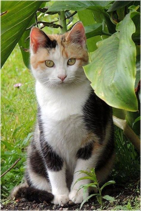 Chats Page Chat Calico Beaux Chats Chat Mignon