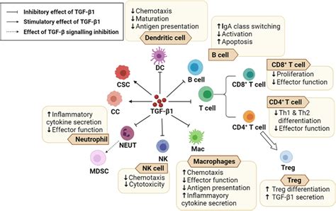 The Functions Of Immune Regulator Tgf β1 On Time And Stie Tgf β1 Has Download Scientific