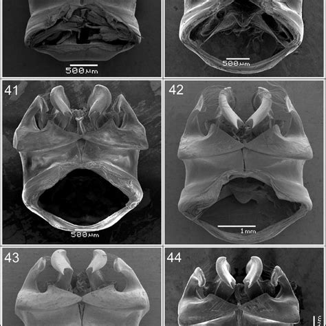 Metasoma Of Male Dorsal View Xylocopa Atamisquensis Xylocopa