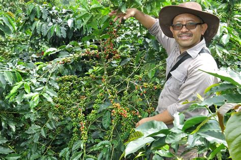 Papua New Guinea Nebilyer Valley Chain Coffee Company