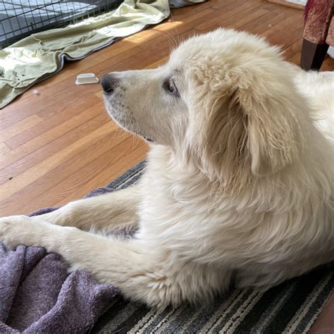 Miller Hamilton Great Pyrenees Rescue Of Atlanta