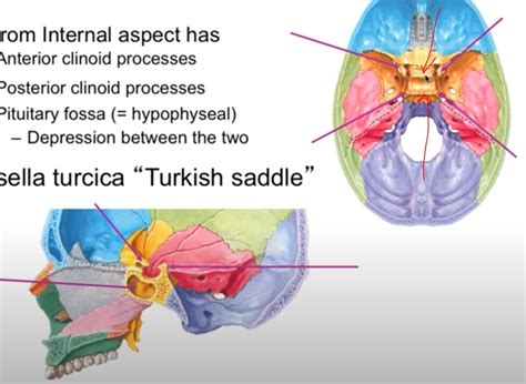 Body Of The Sphenoid Diagram Quizlet