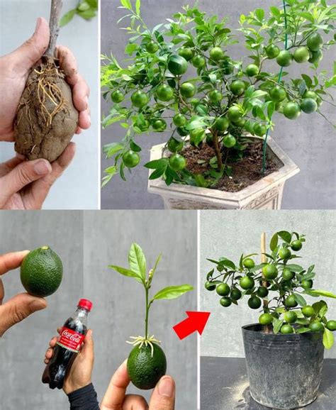 10 Sencillos Consejos Para Cultivar Un Limonero En Maceta Jardinsaludable