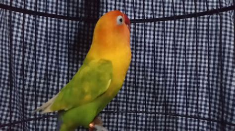 Pancingan Lovebird Ngekek Panjang Youtube