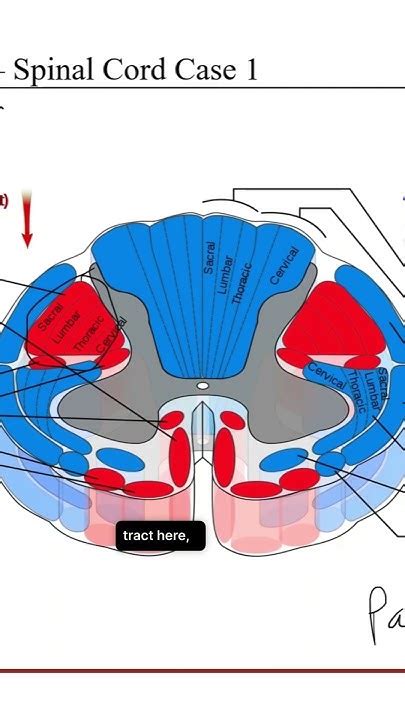 Spinal Cord Cross Sectional Anatomy Explained Youtube