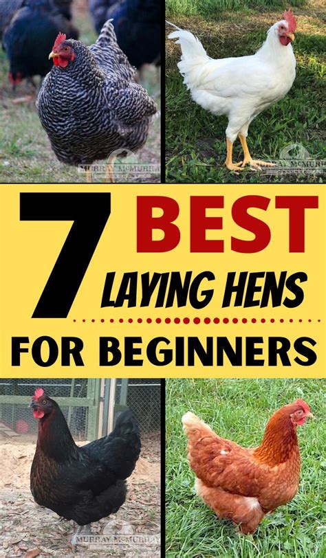 7 Best Laying Chickens For Beginners Gently Sustainable In 2020