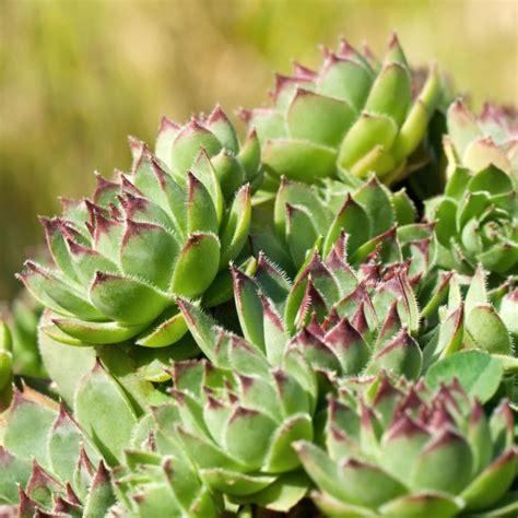 Sempervivum Black Top Huislook Vaste Tuinplanten