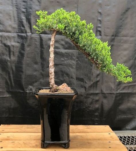 Juniper Bonsai Tree Cascade Style China Underground