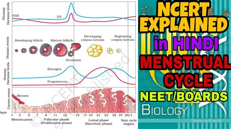 Menstrual Cycle Ncert Biology Lines Explained In Hindi Neetbiology Cbseclass12biology