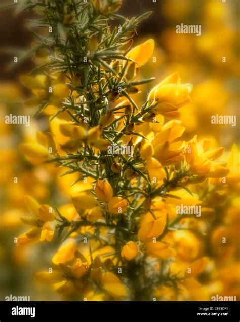 Yellow Flowering Gorse Shrub Ulex Europaeus In Close Up Showing