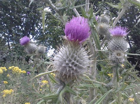 Operation Highlander: The Thistle: A National Symbol of Scotland