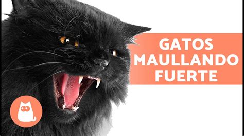 MAULLIDOS De GATOS ENOJADOS Gatos Maullando Fuerte YouTube