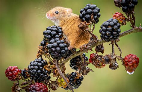 A Field Guide to Small Animals - Carolina Stories