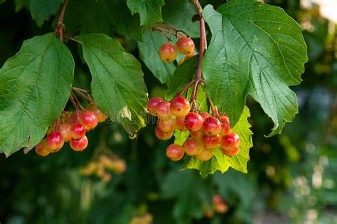 Cierre Para Arriba De Los Manojos De Bayas Rojas De Un Guelder Color De