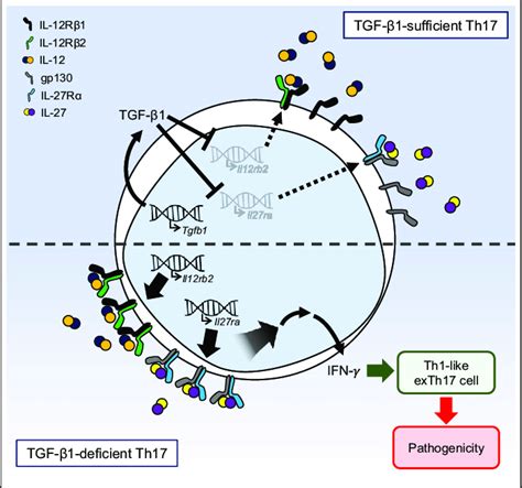 Schematic model of the proposed mechanism TGF β1 produced by Th17