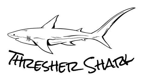 Thresher Shark Sketch Cool Shark Digital Art by Kevin Garbes - Pixels