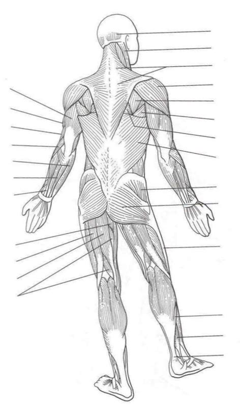 Muscles Of The Human Body Quiz