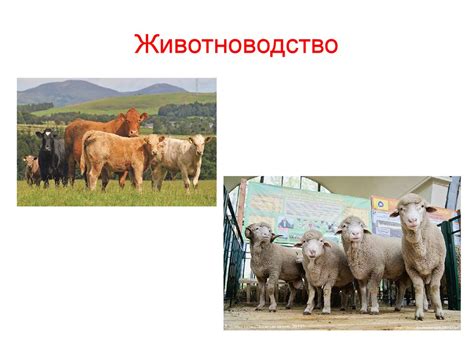 Животноводство - презентация онлайн