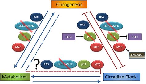 Frontiers Cancer Clocks Out For Lunch Disruption Of Circadian Rhythm And Metabolic