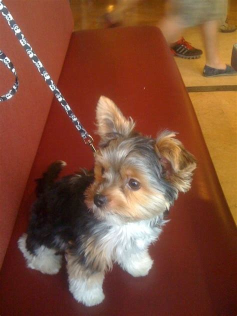 8 best blue and gold yorkie puppies images on Pinterest | Yorkies, Yorkie puppies and Animals