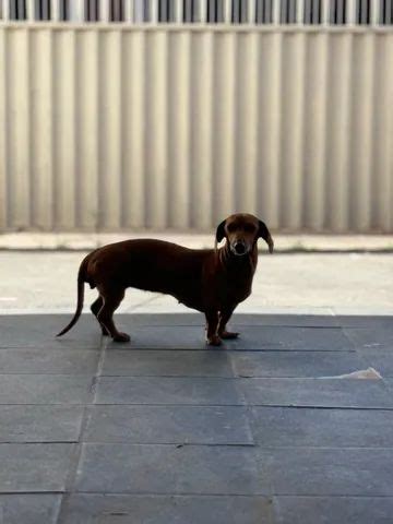 Doa O De Cachorra Salsicha Cachorros E Acess Rios Ceil Ndia Sul