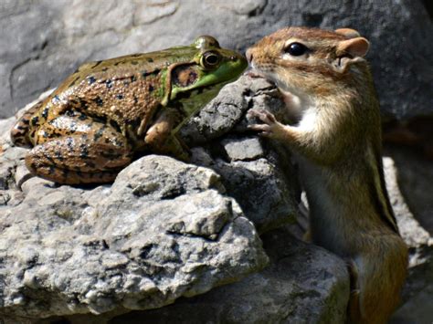 The Worlds Funniest Animal Photos The Advertiser