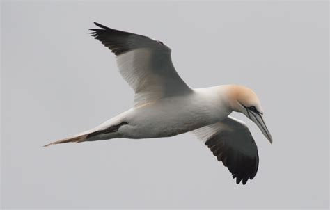 Northern Gannet Facts Pictures And More About Northern Gannet