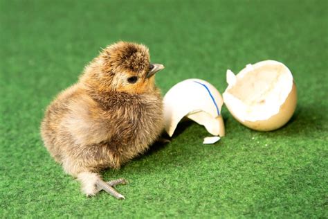 Silkie Chicken Eggs: A Definitive Guide With FAQs