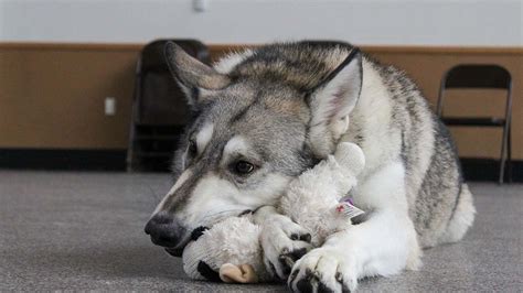 Possible Wolf Dog Hybrid Finds New Home In Vermont Fox 29 Philadelphia