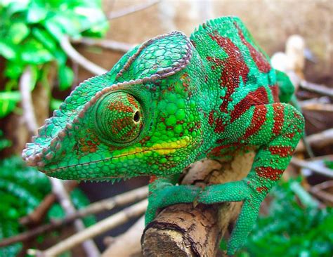 Хамелеон: описание животного, где обитают, сколько живут