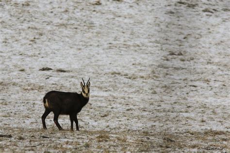 Une Femelle Chamois Jean Michel Hytte Photos Vercors