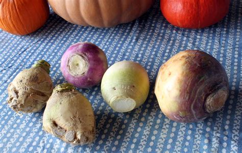 Getting Stitched On The Farm Turnips For Thanksgiving