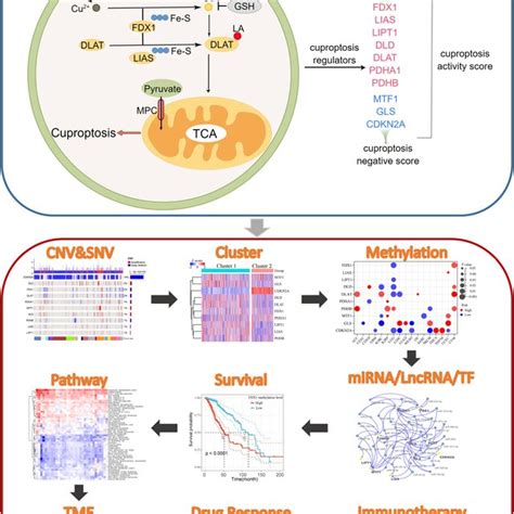 Cuproptosis Correlates With Tumor Immune Characteristics A