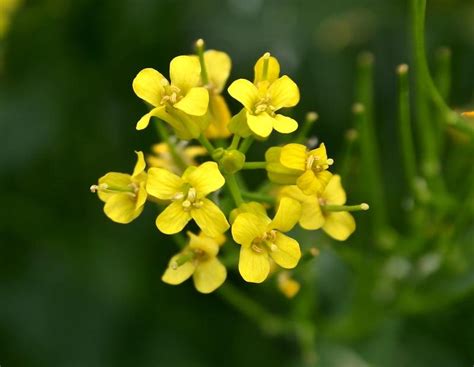 Barbar E Vulgaire Informations Fleurs Sauvage Du Qu Bec