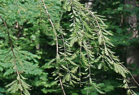 Understanding Redwood History And Biology