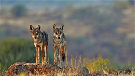 The Grasslands Trust - India | Grassland Conservation