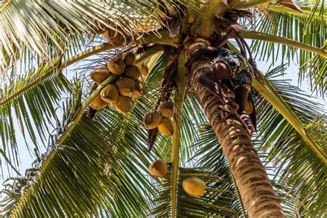 King Coconut Plantation Tree Fruits Yellow Bunches Palm Coco Sri Lanka