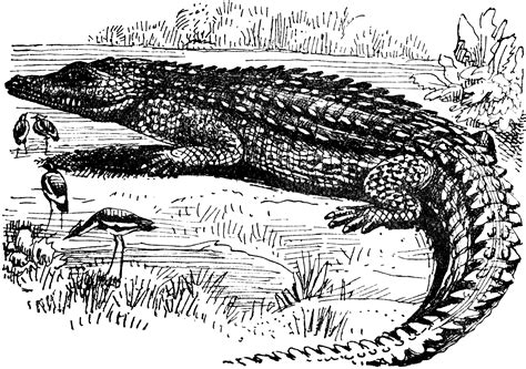 Nile Crocodile Clipart Etc