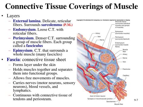 PPT Muscular System Histology And Physiology PowerPoint Presentation