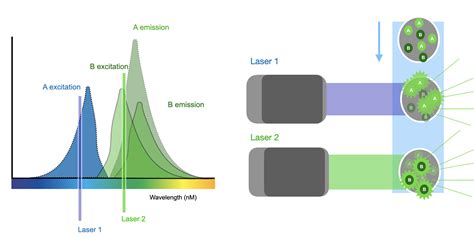 Understanding Flow Cytometry The Coding Biologist